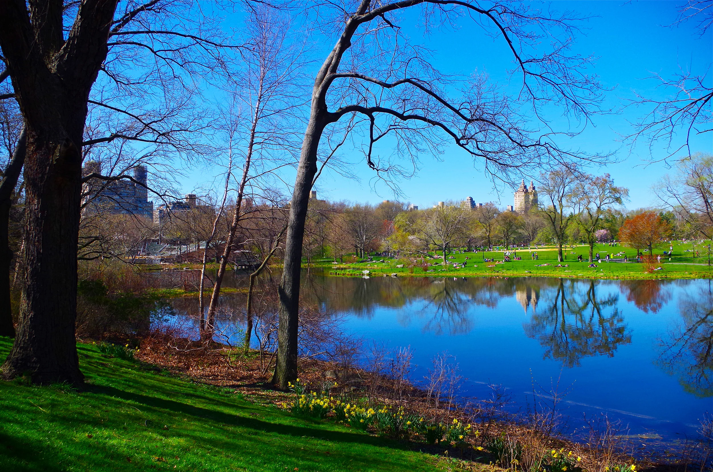  Central Park in spring. 2014. 