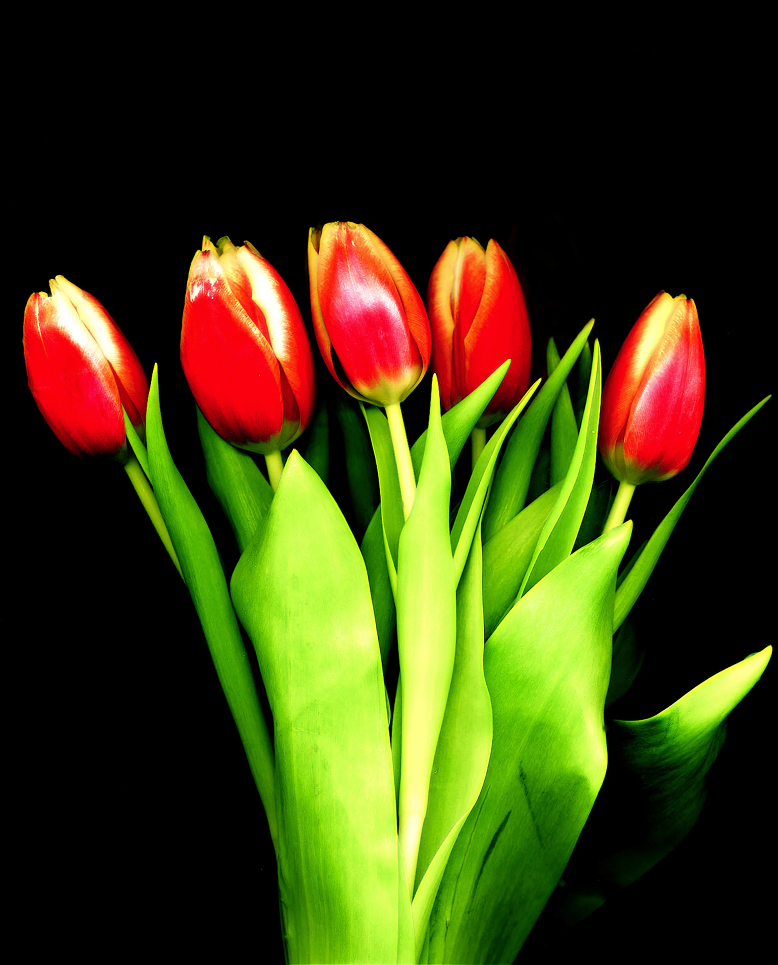 TULIPS