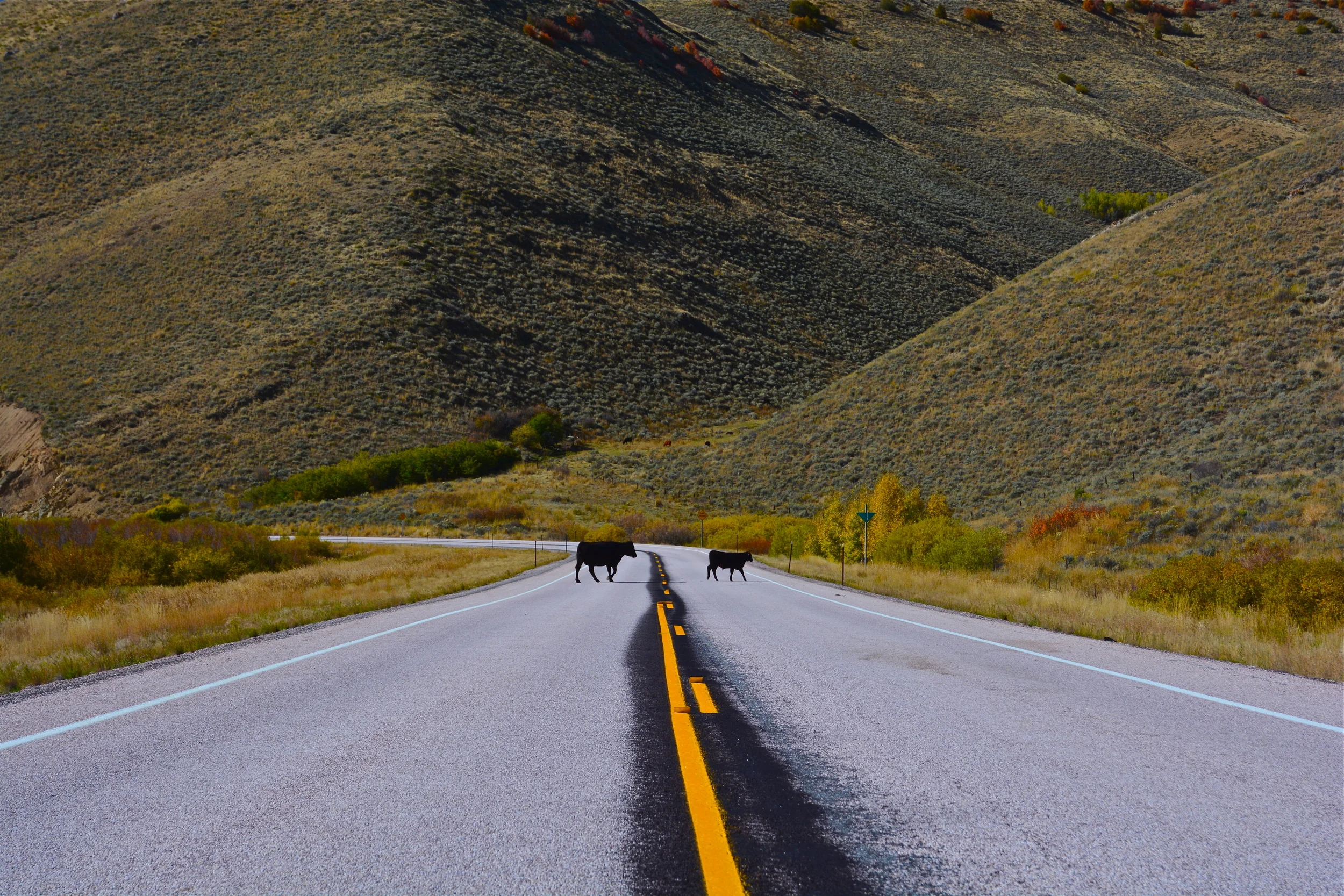 Cows crossing. Wyoming.