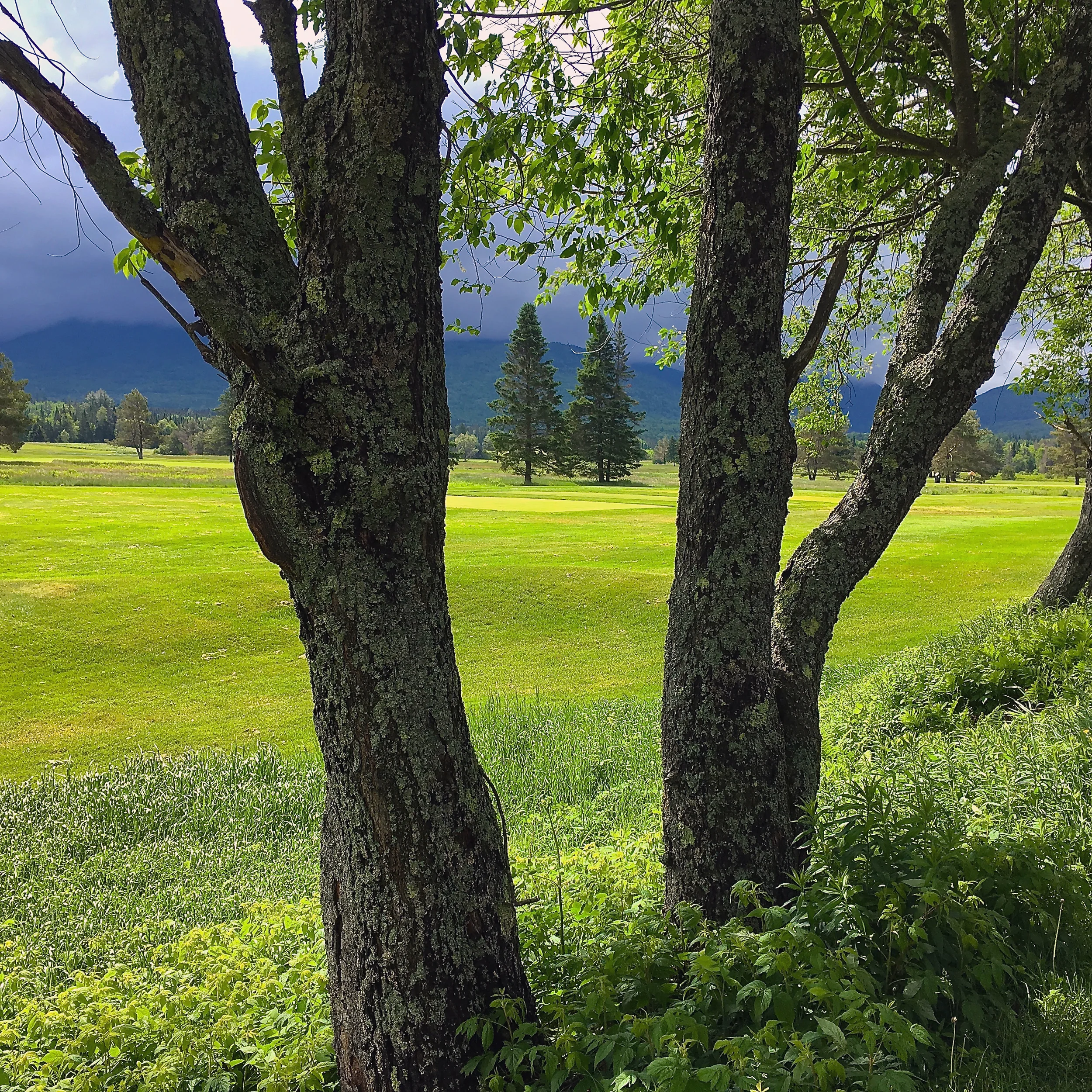 TREES. New Hampshire.