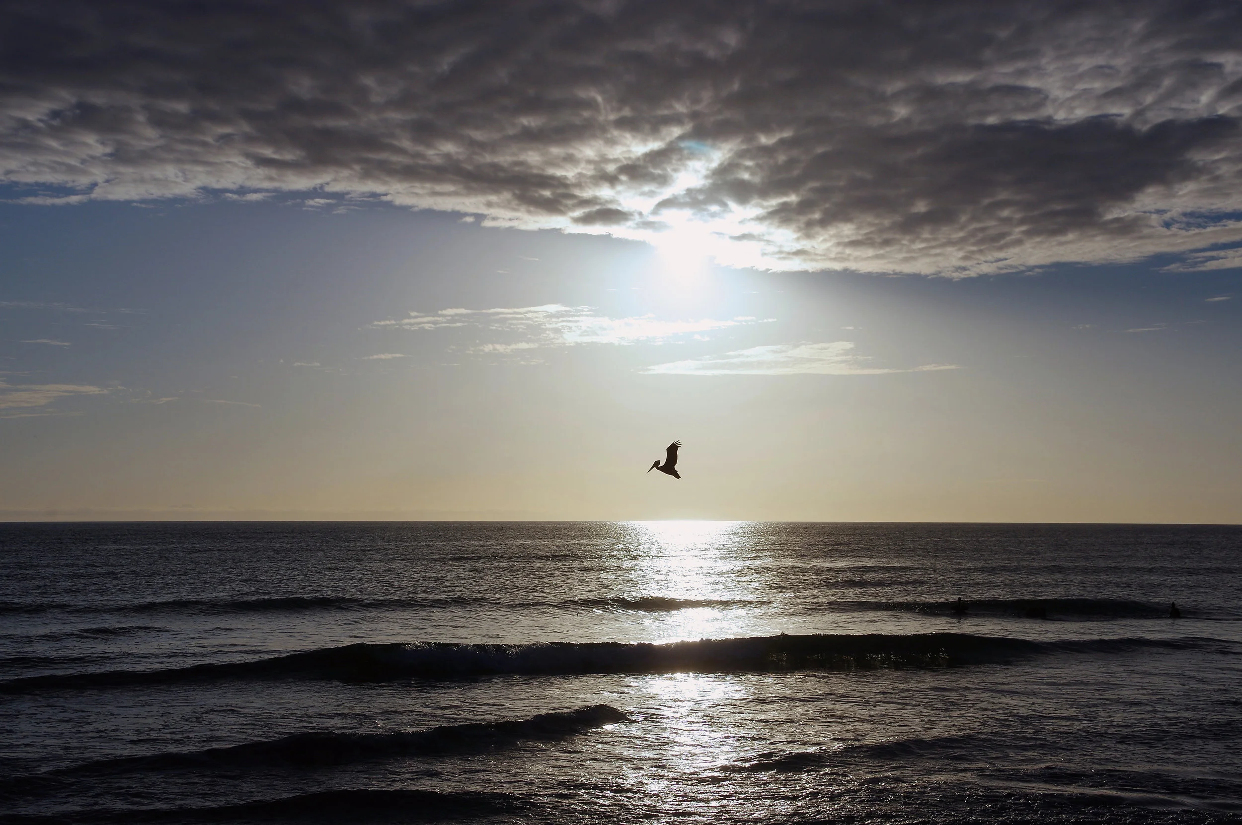 Pelican at sunset. Sarasota, Florida.