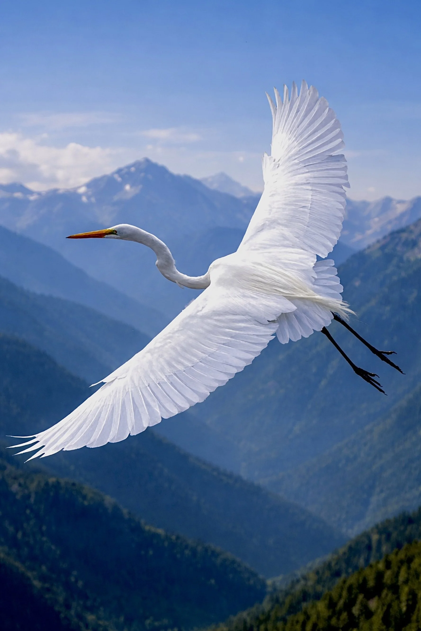 WhiteCrane.jpg