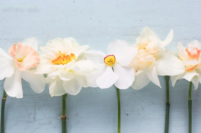 flowers_-210-2.jpg