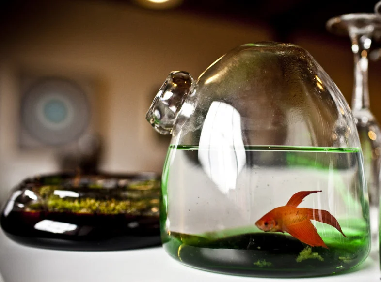 sc-lf-fish.jpg