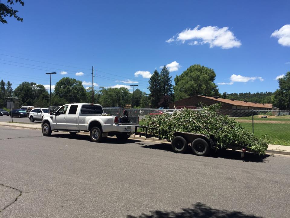  local Siberian Elm branches 