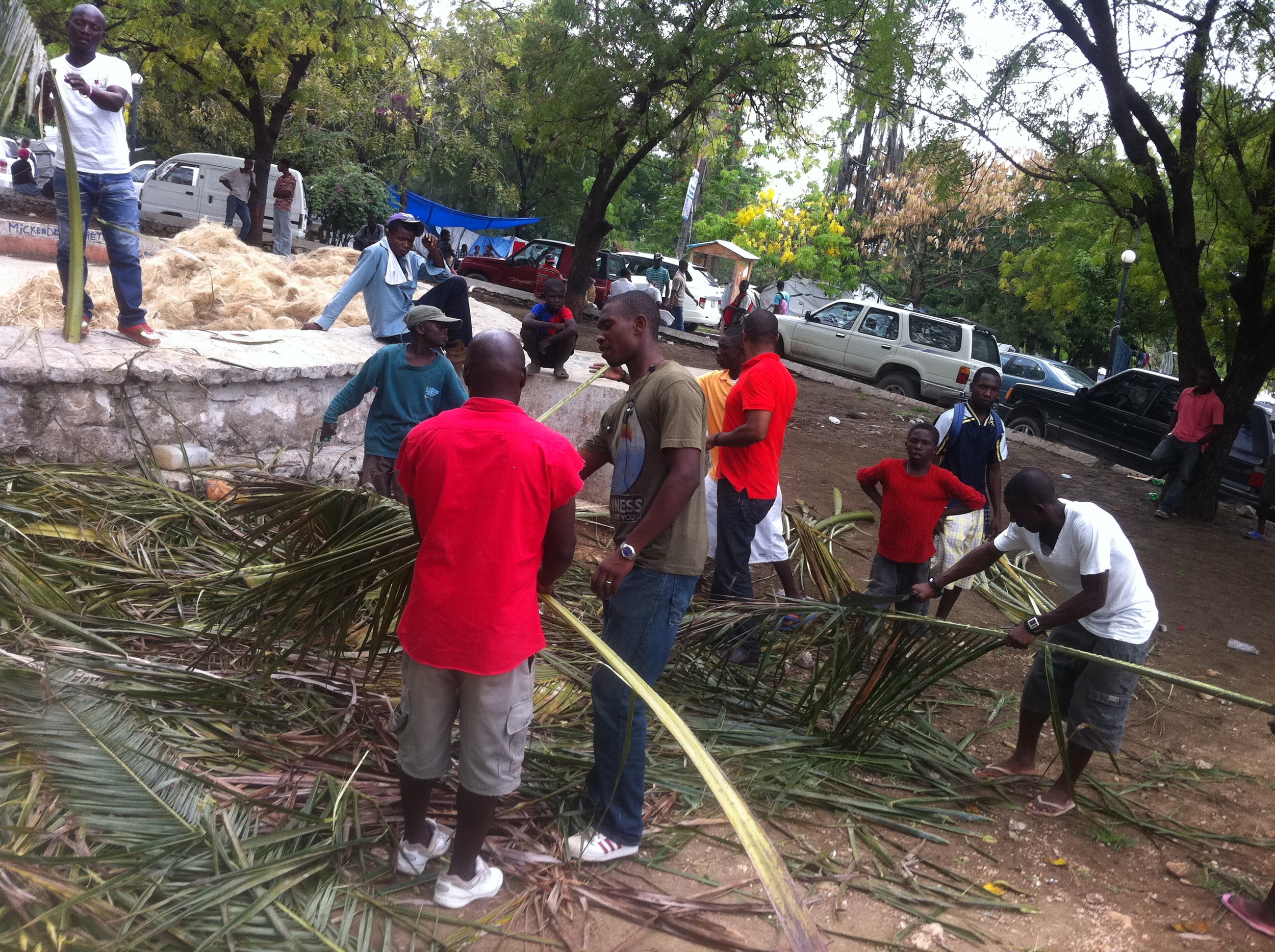 seperating palm fronds