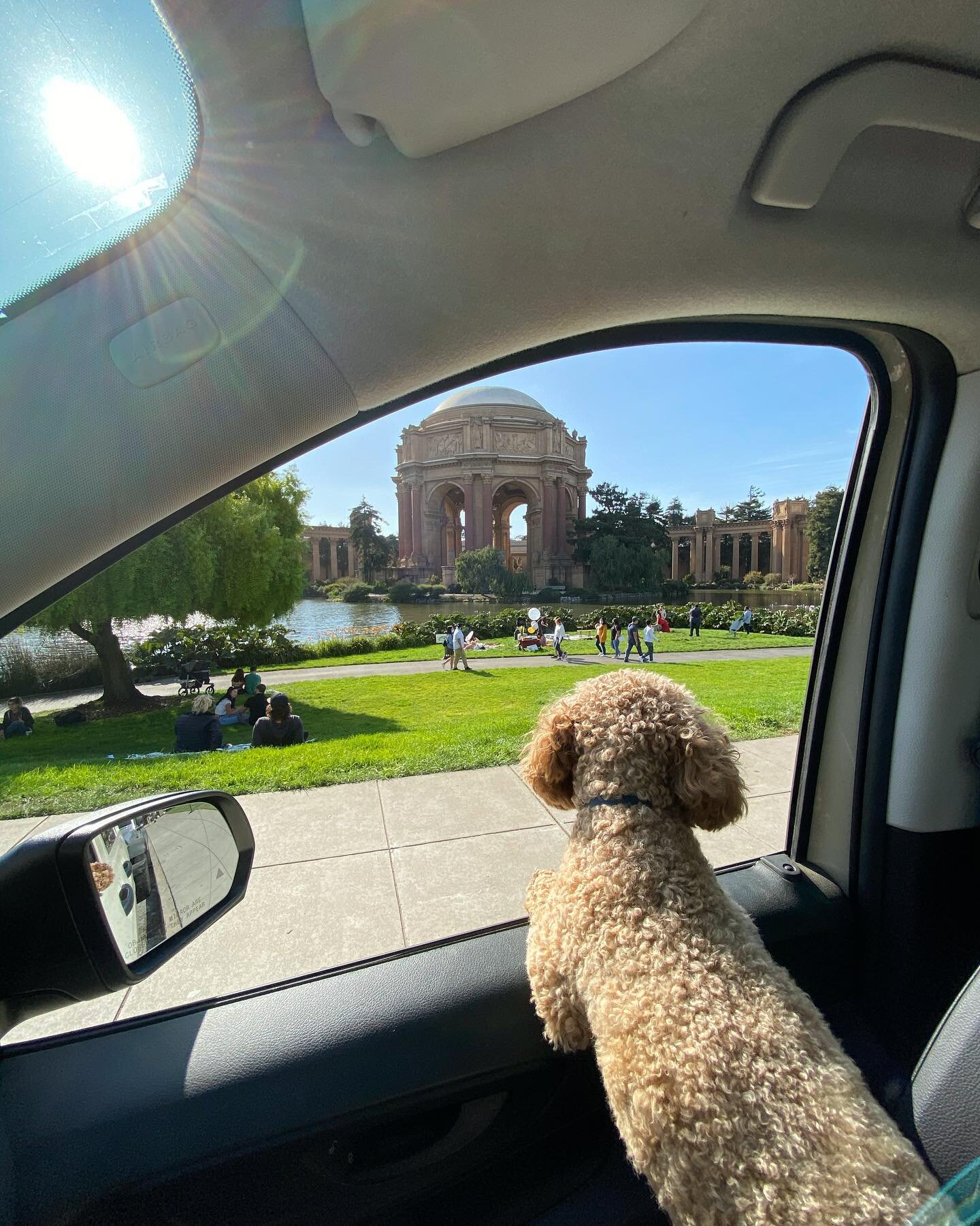Today we are tourists 🐾🌁 #olliebeardogs #doggiedaycare