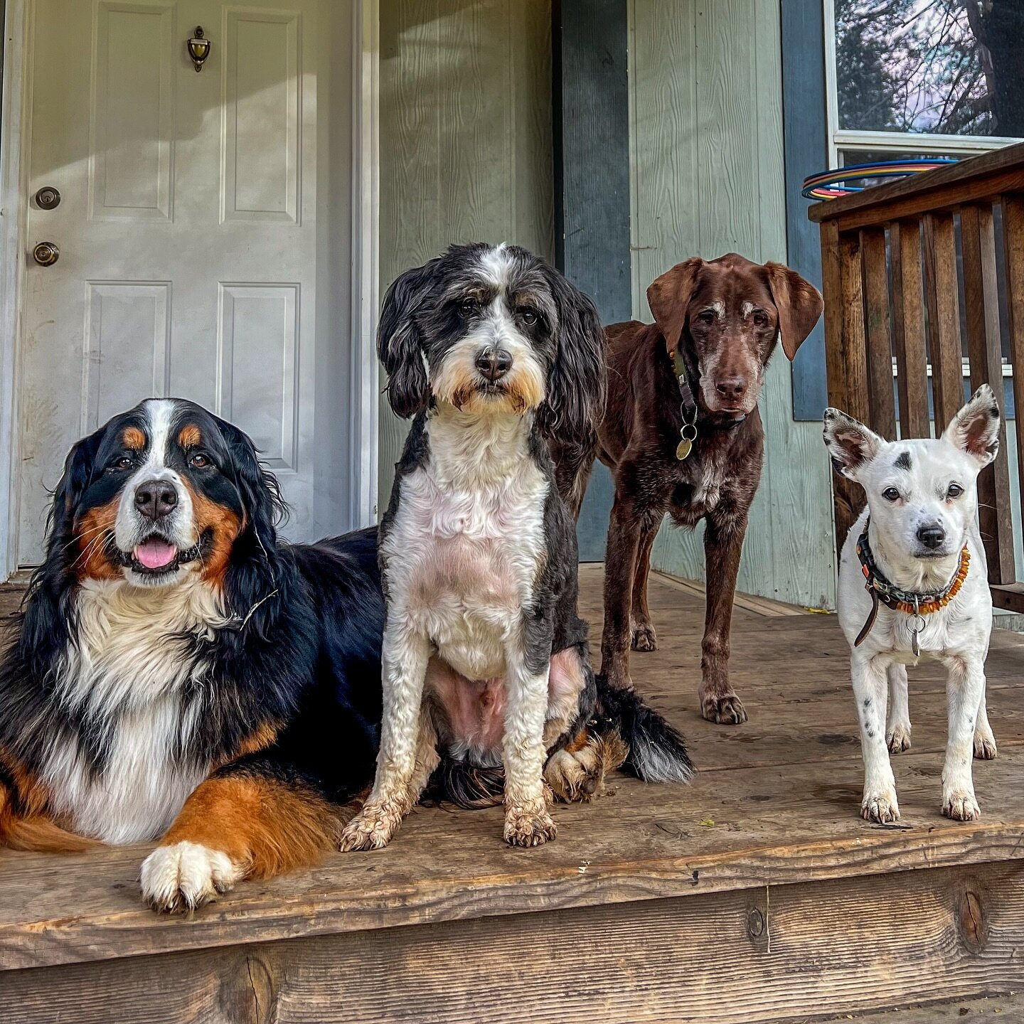 Post worthy on the porch 🌲🐶 Featuring Sierra, Butter, Ollie &amp; Bella. #olliebeardogs 

Edited by @thepieddogwalker