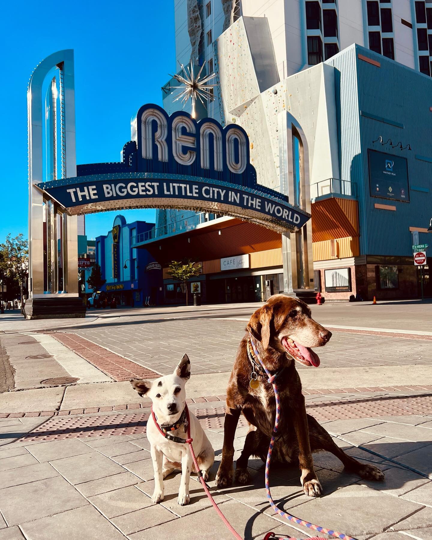 Bella discovered you don&rsquo;t need an opposable thumb to hit the slots. I had to cut her off.&hellip;Our 1st city stop on our road trip from San Francisco to Boston 🌁 ➡️☘️⚾️ #olliebeardogs 
.
.
.
.
.
.
.
#ilovedogs #renotrip #renotravel #renodogs