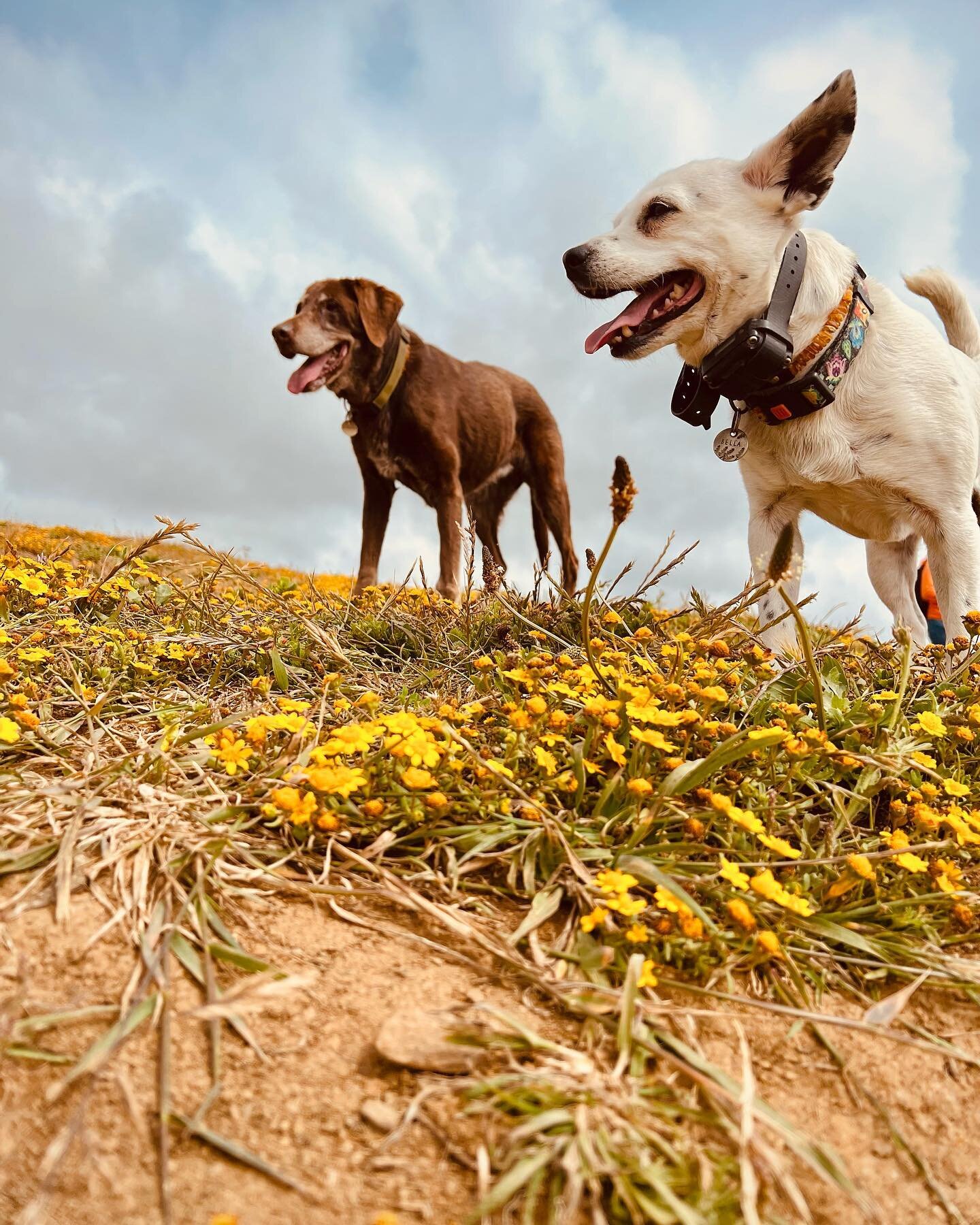 Things are looking up! 🌼🌸 

#springbloom #superbloom #olliebeardogs #dogwalking