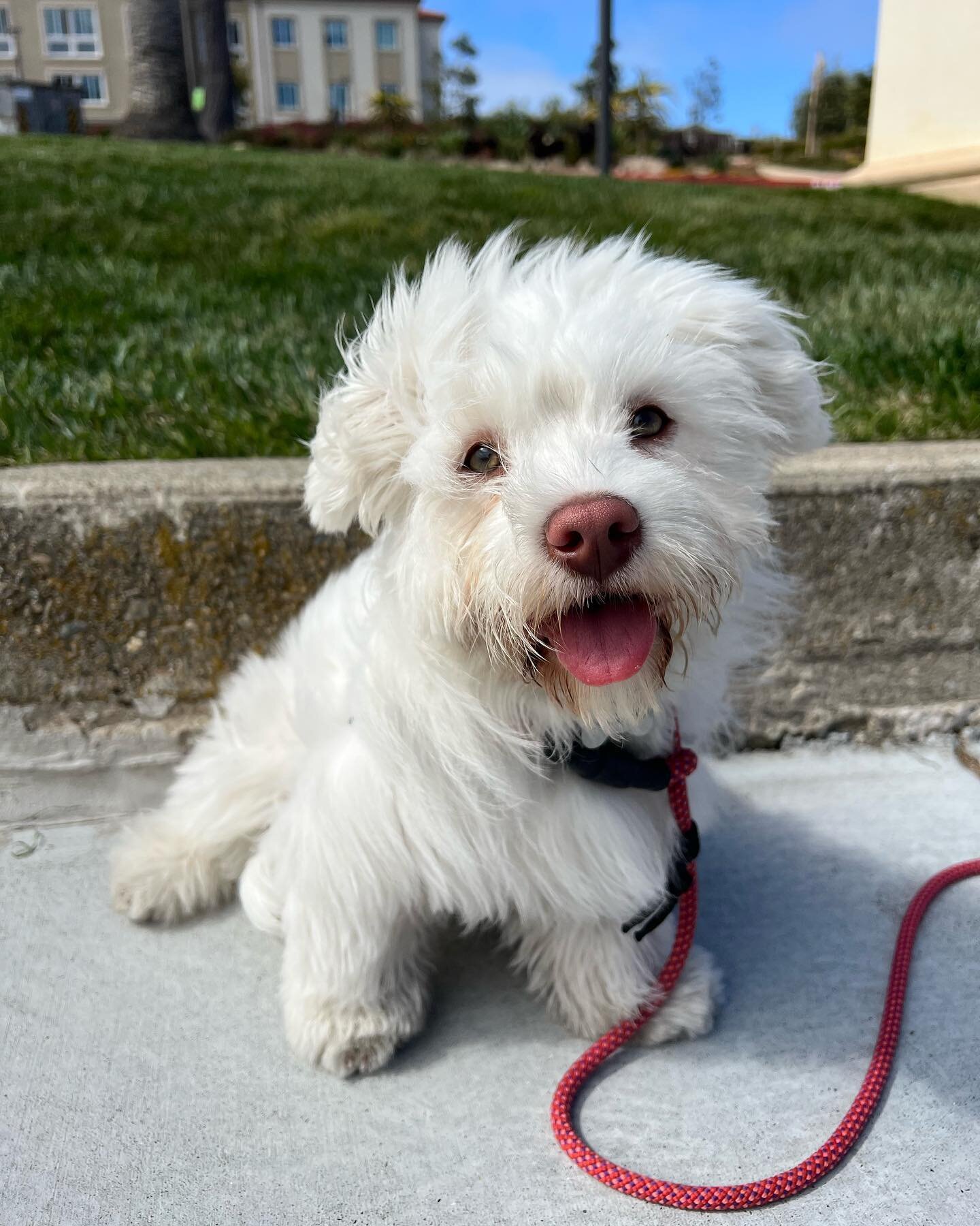 Welcome to the crew Dudley! 🧡 And a big welcome to all the new followers, thank you for being here, stay tuned as our muppet crew continues to grow! 🐶 

#olliebeardogs #muppets #dogwalking