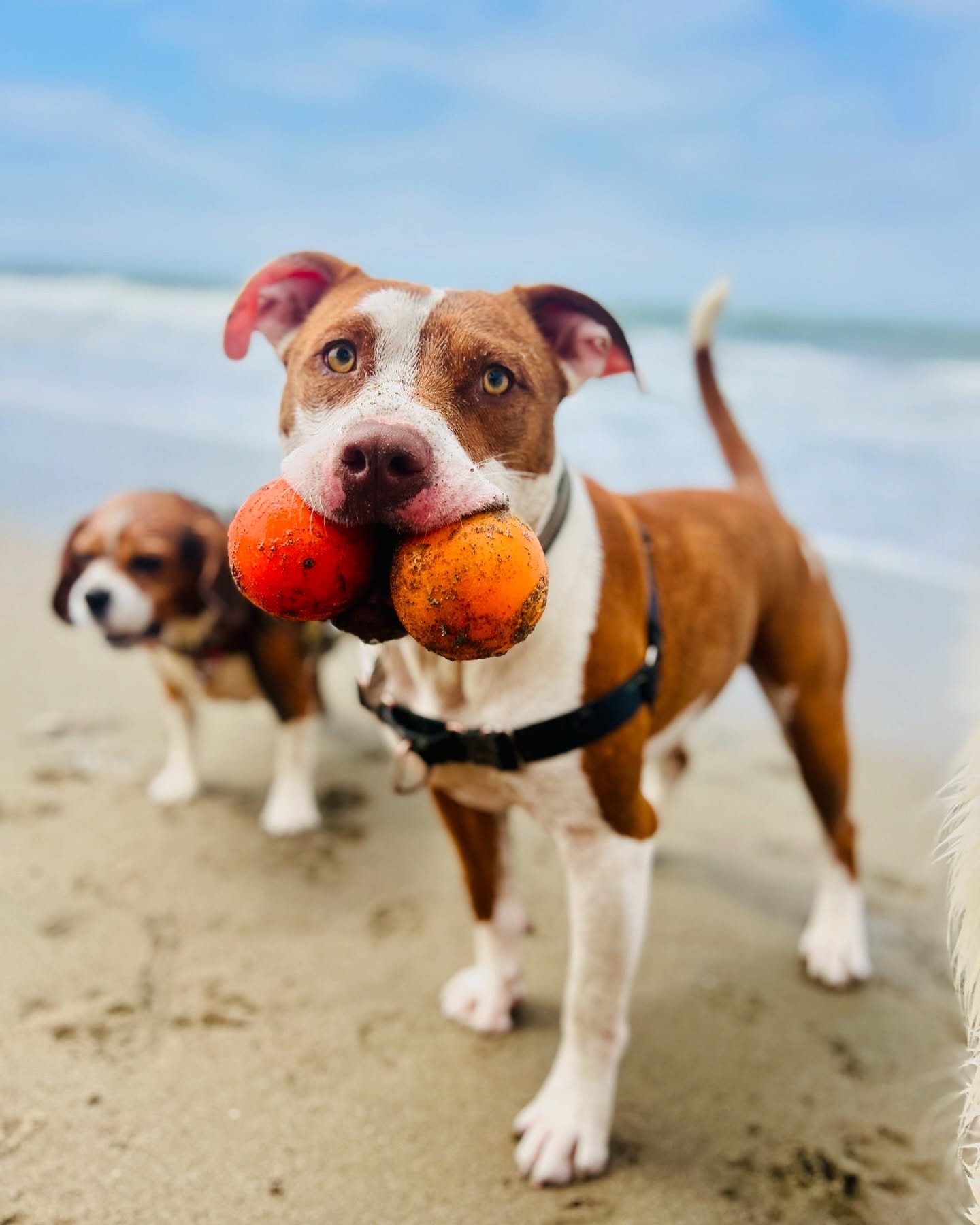 Maui is up leveling his fetch game 🎾 #olliebeardogs #dogwalking #maui