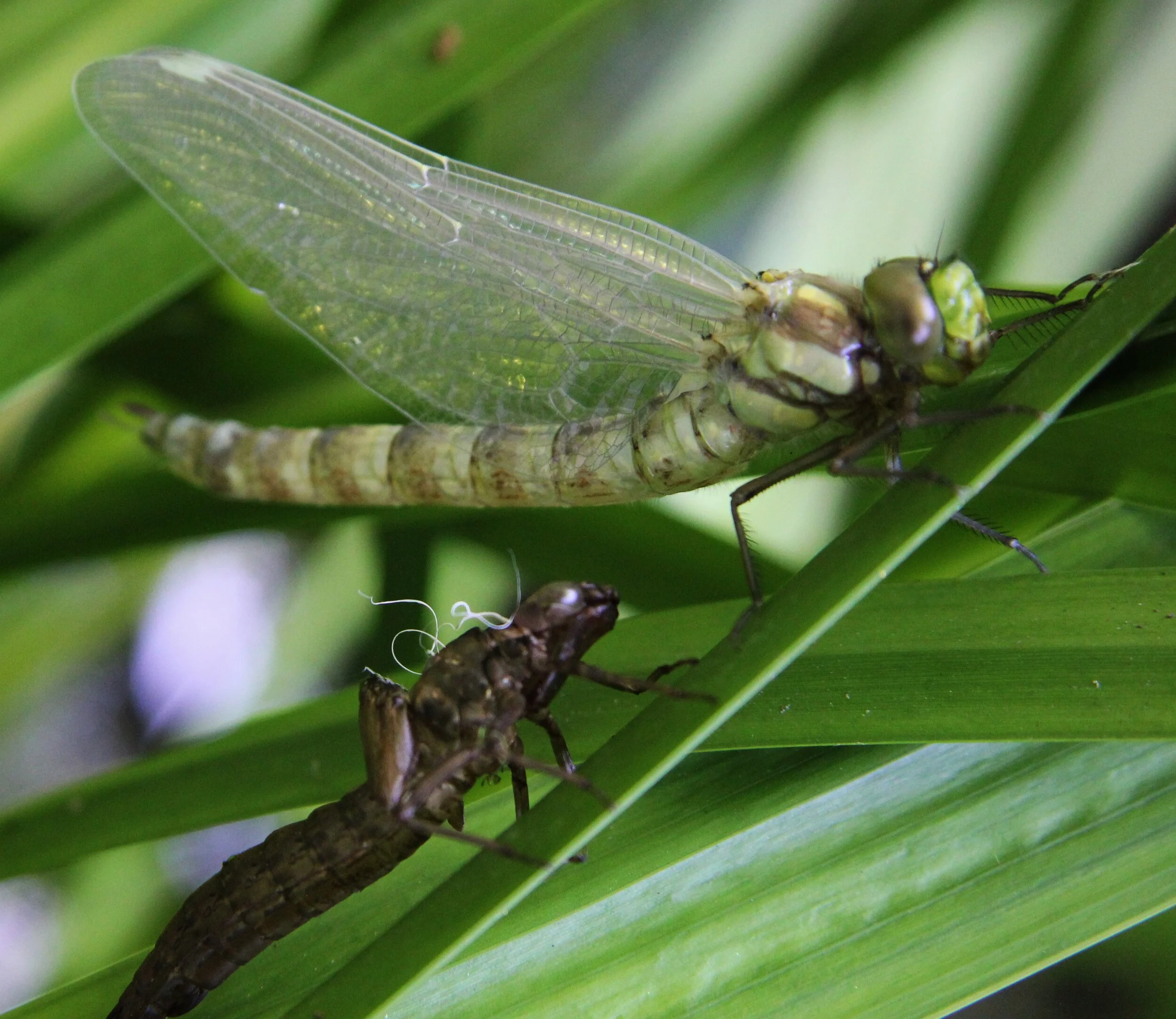 Ivan M dragonfly 3 IMG_6753.JPG