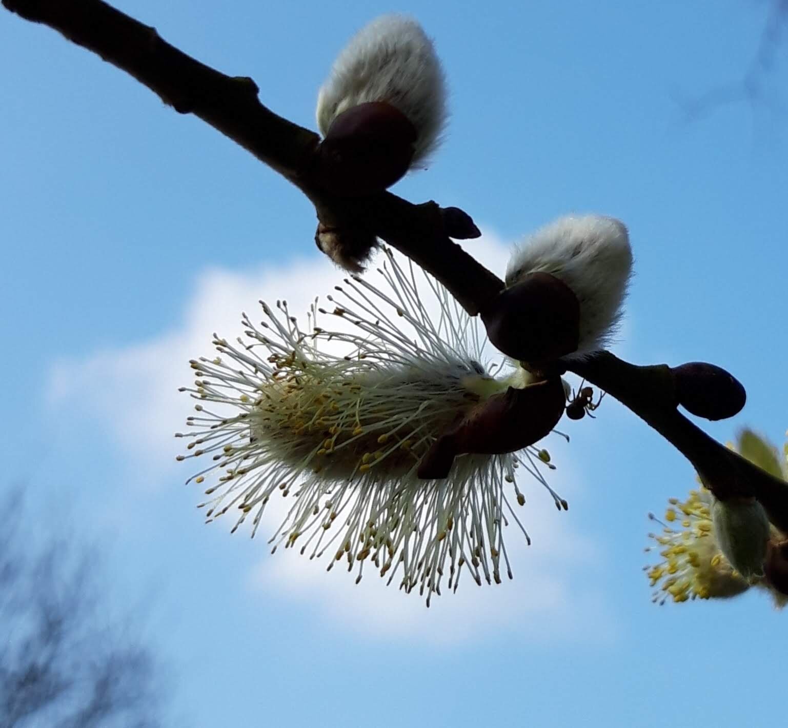Willow catkins 20190328_135716.jpg