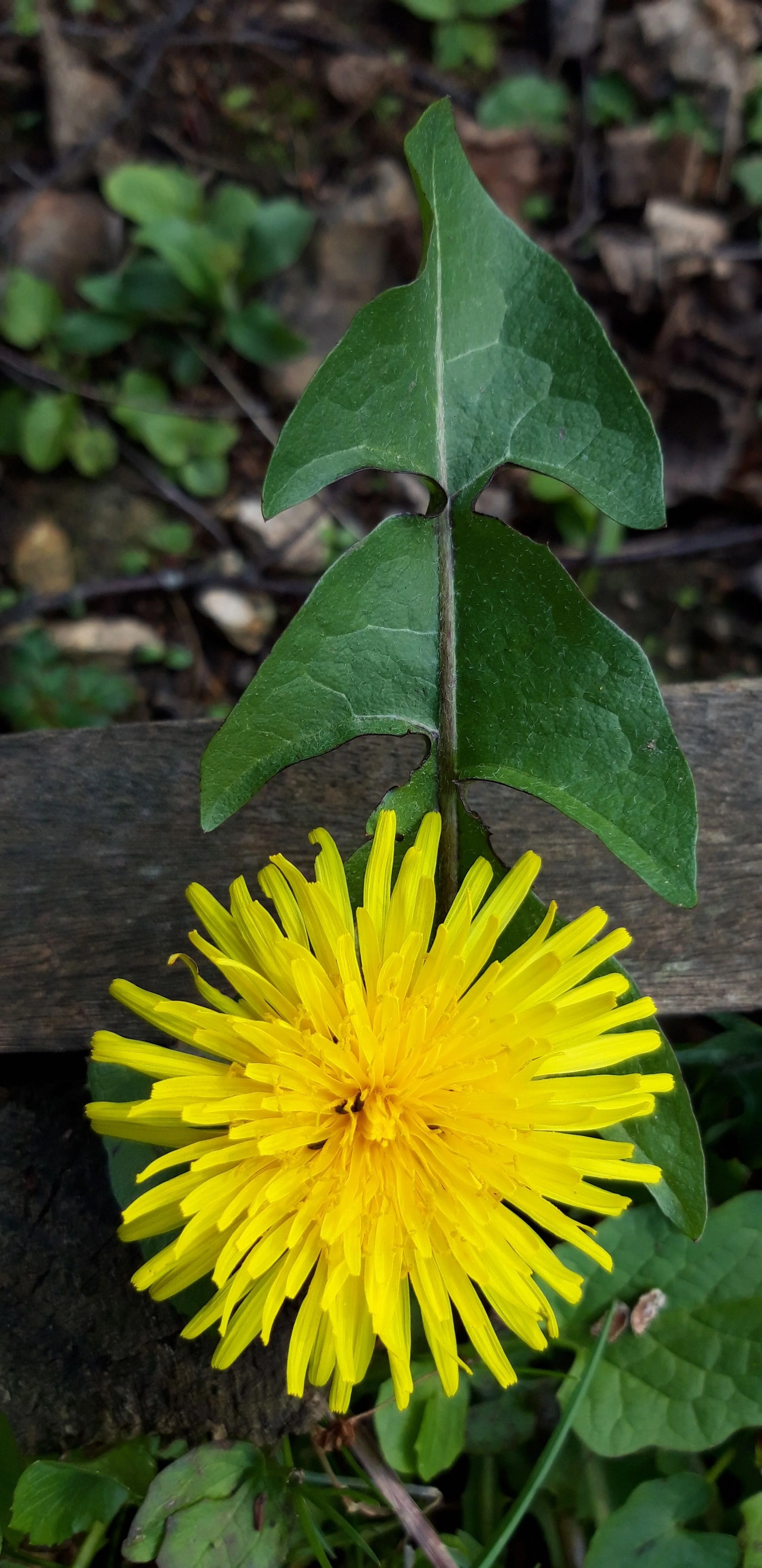Dandilion 20190328_142051.jpg