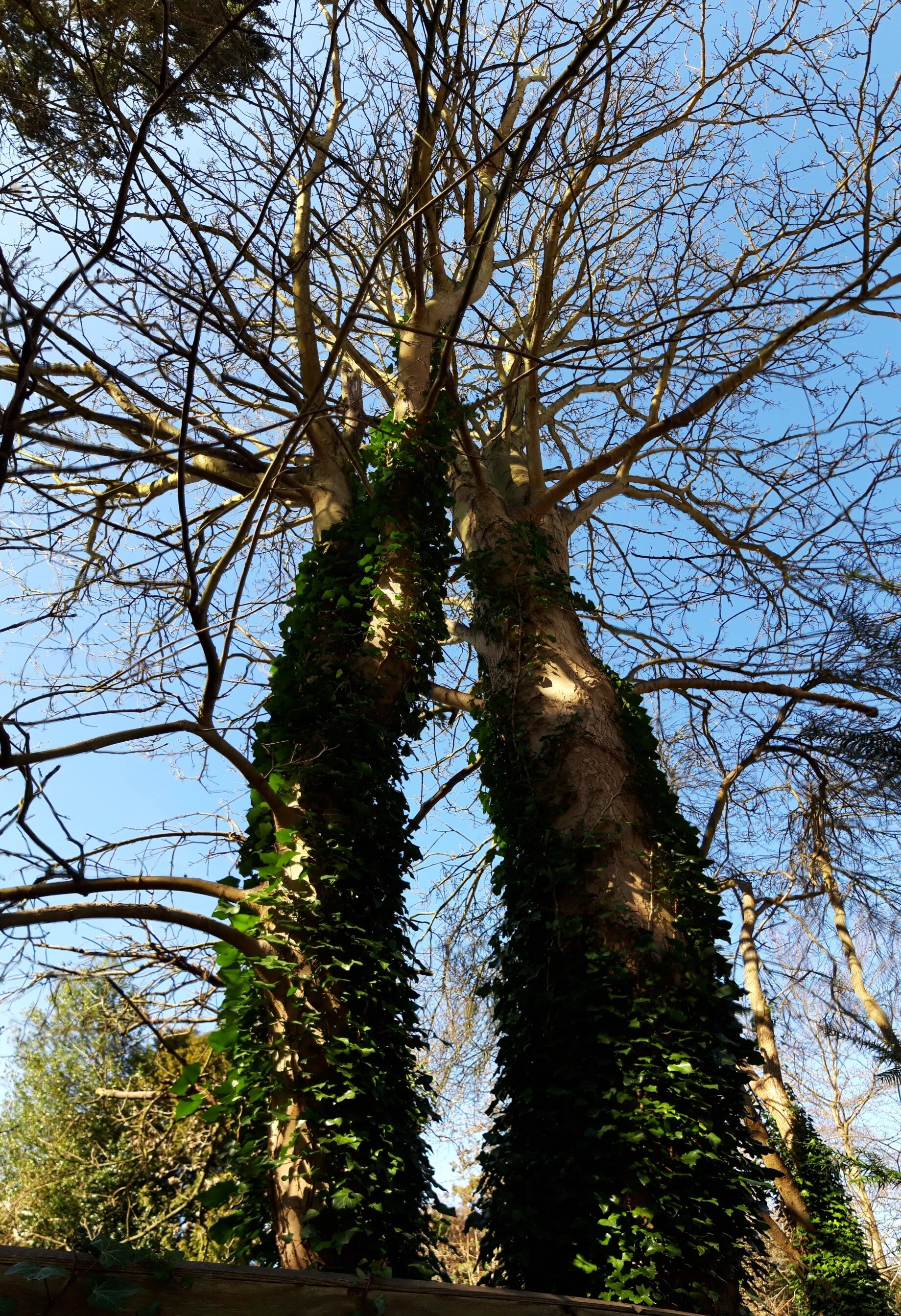 two trees 20190314_112610.jpg