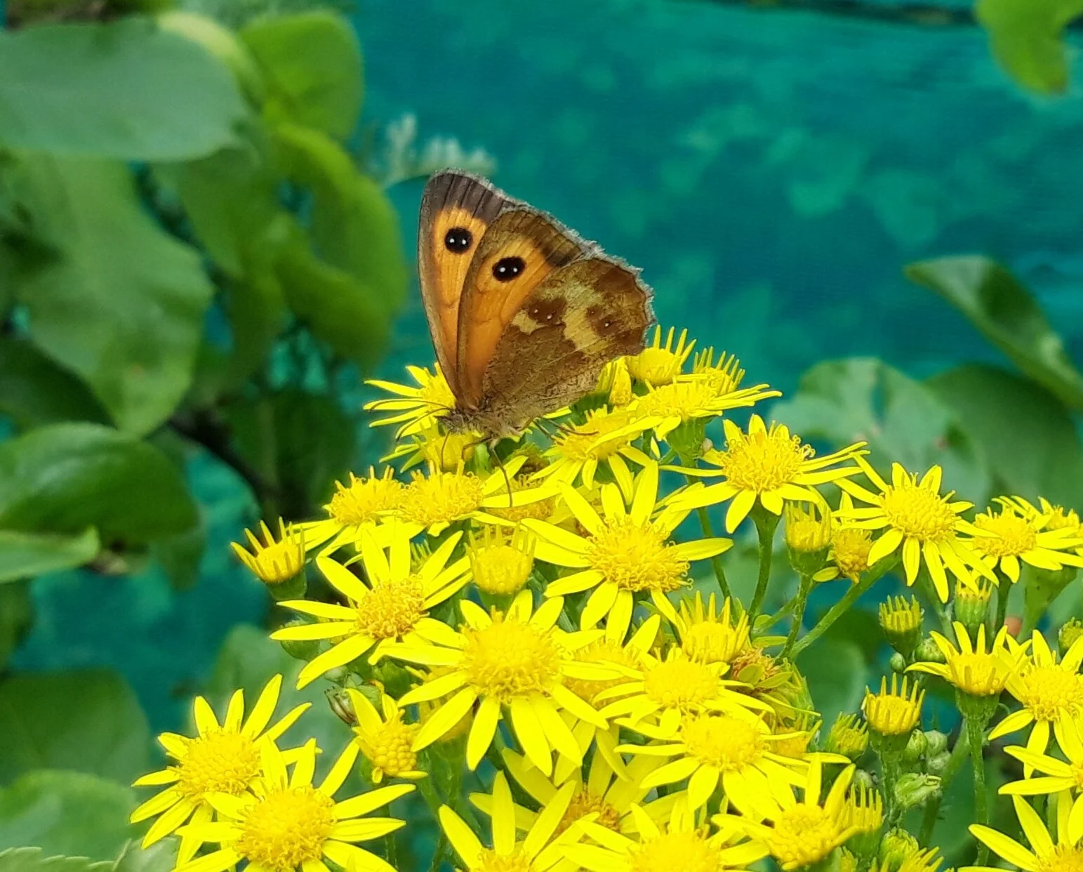 Butterfly on flower20190801_125934.jpg