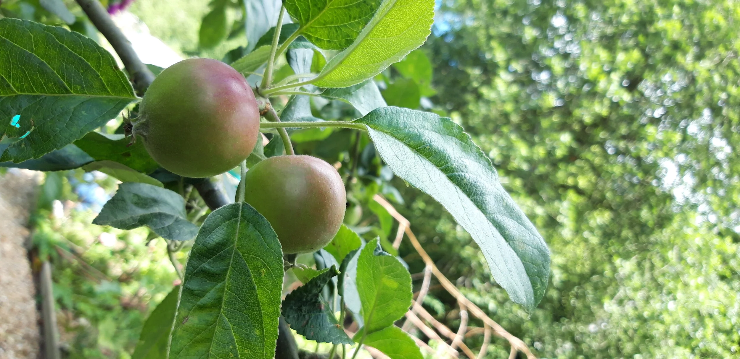 Apples 20190621_115418.jpg