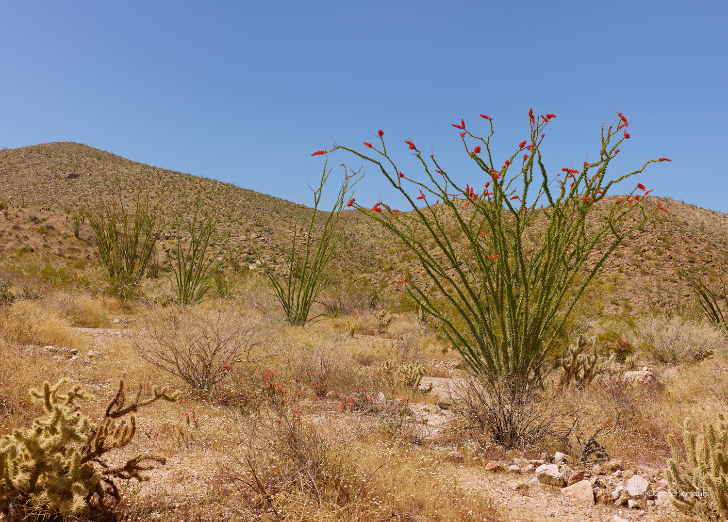  Anza Borrego 2, CA Alpa TC&nbsp;• P40+&nbsp;•&nbsp;SK47XL 