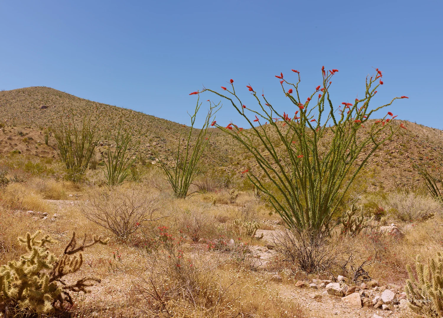 Anza Borrego 2, CA Alpa TC • P40+ • SK47XL
