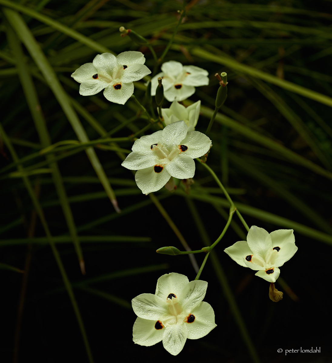 Lily, San Diego, CA Alpa TC • IQ140 • SK 120ASPH
