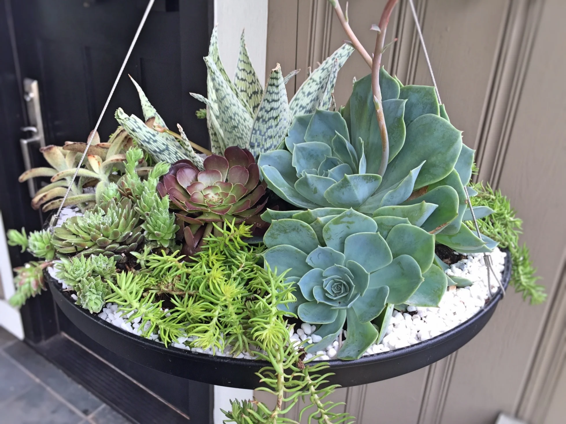succulents4.jpg