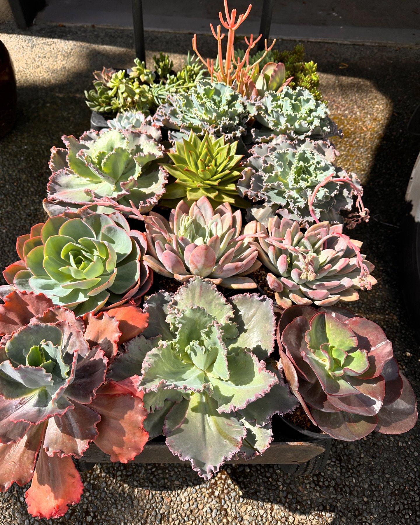 The season has star🌟🌟🌟ted &hellip; 

 &hellip;&hellip;&hellip;&hellip;.💚💚💚💚💚💚💚💚💚

#succulents 
#succulentgarden 
#succulentsofinstagram 
#patiogarden 
#patiolife 
#yyjpatio 
#yyjinteriordesign 
#yyjdesigners 
#yyjbusiness 
#victoriabc🇨🇦