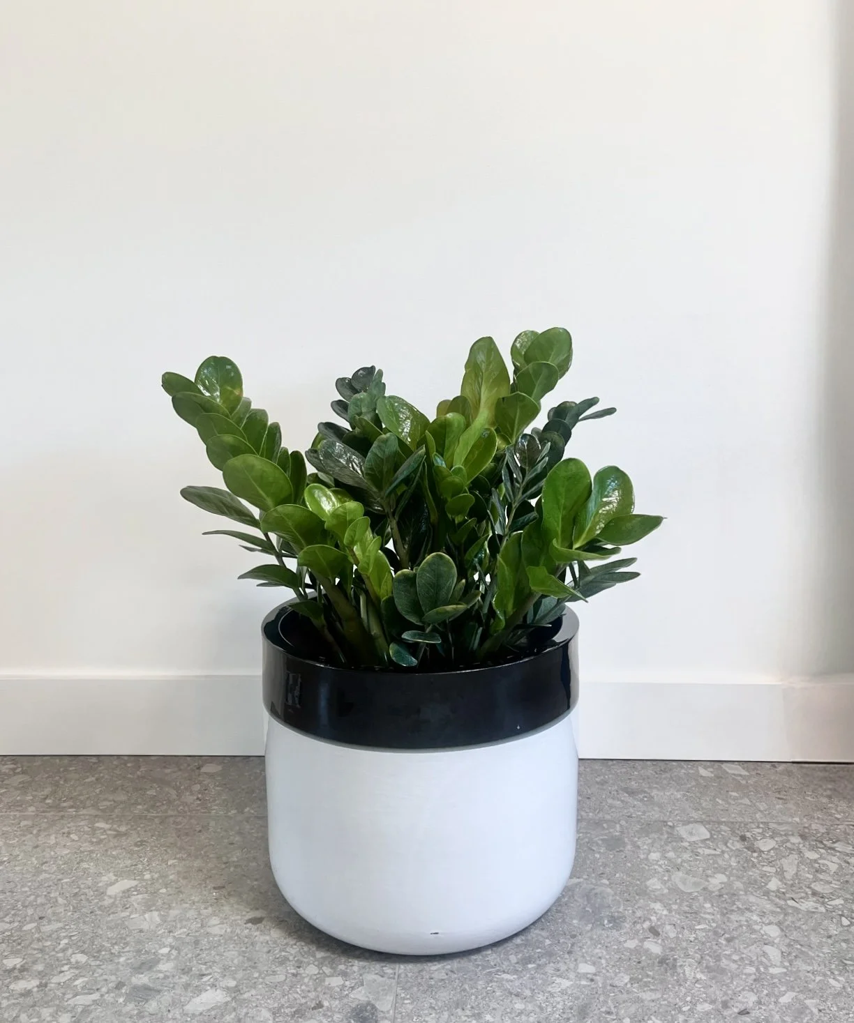 ZZ Plant in Glazed Ceramic