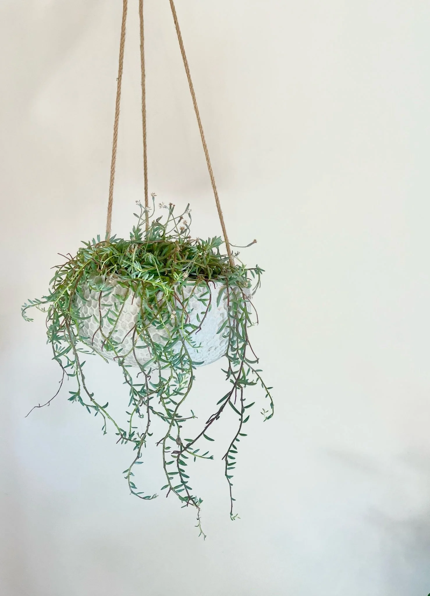 Succulent in Hanging Honeycomb