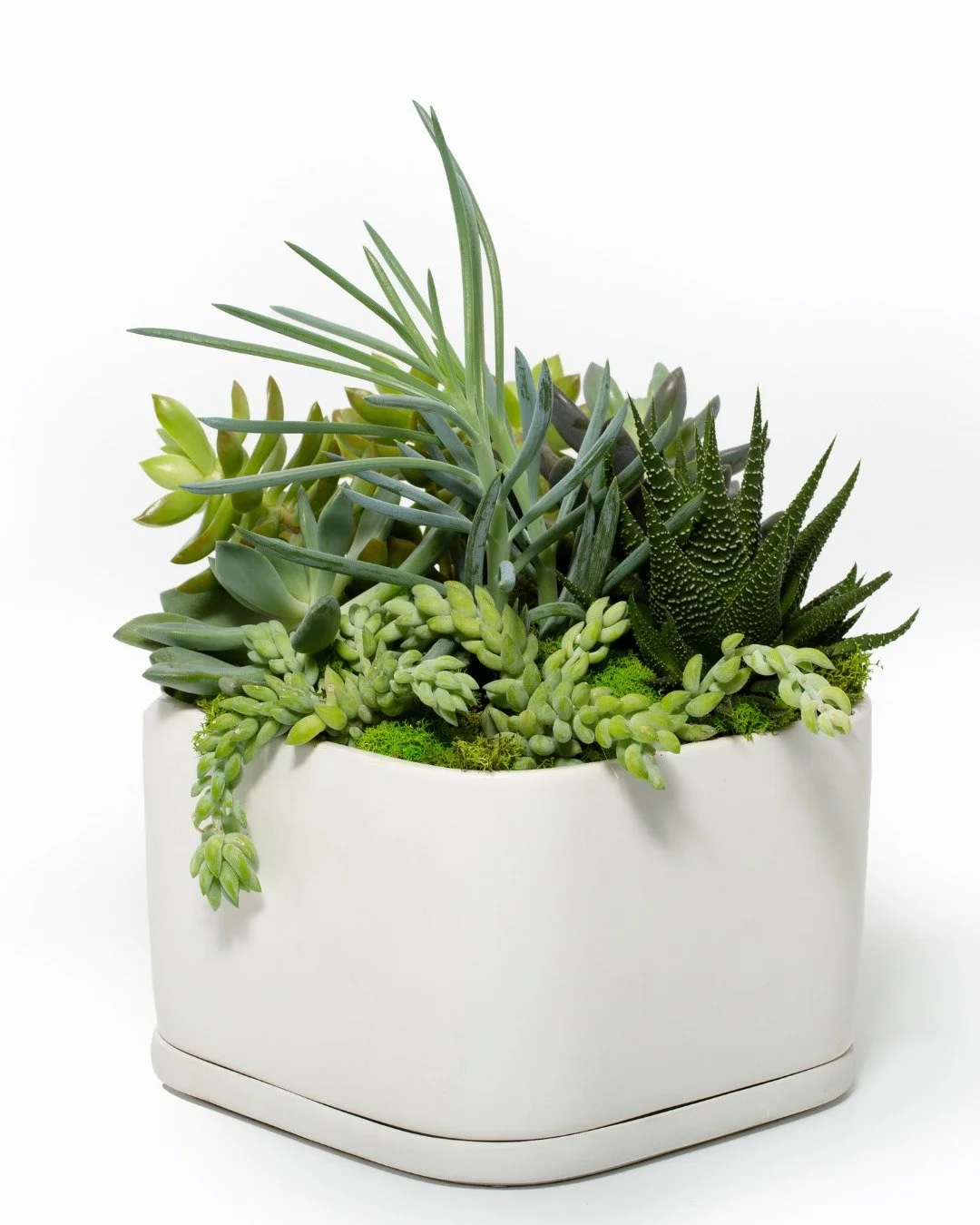 Your Saturday just got a lot more interesting.
Join us June 13th for our Summer Succulent Centrepiece Workshop -- a hands-on 2-hour session where you'll design and build a genuine tabletop statement piece to take home.
We bring the succulents, the pl