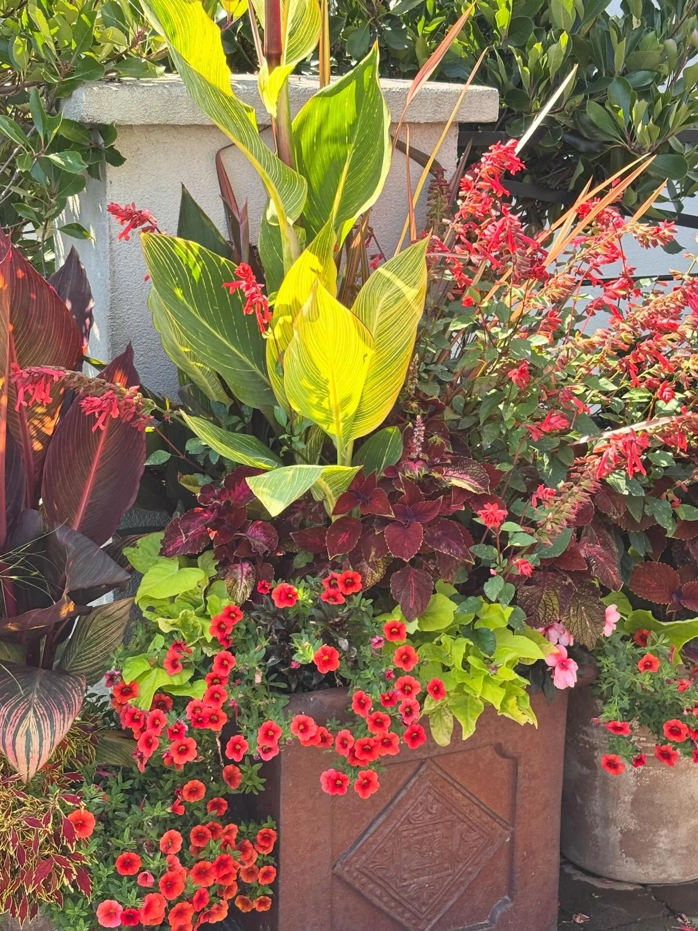 A look back at last years potted displays to get us excited for this season 🪴

We take the time to bring a design that complements you. Your patio, your home, your personal style. Flowers, foliage, texture, colour thoughtfully blended. 

Currently b