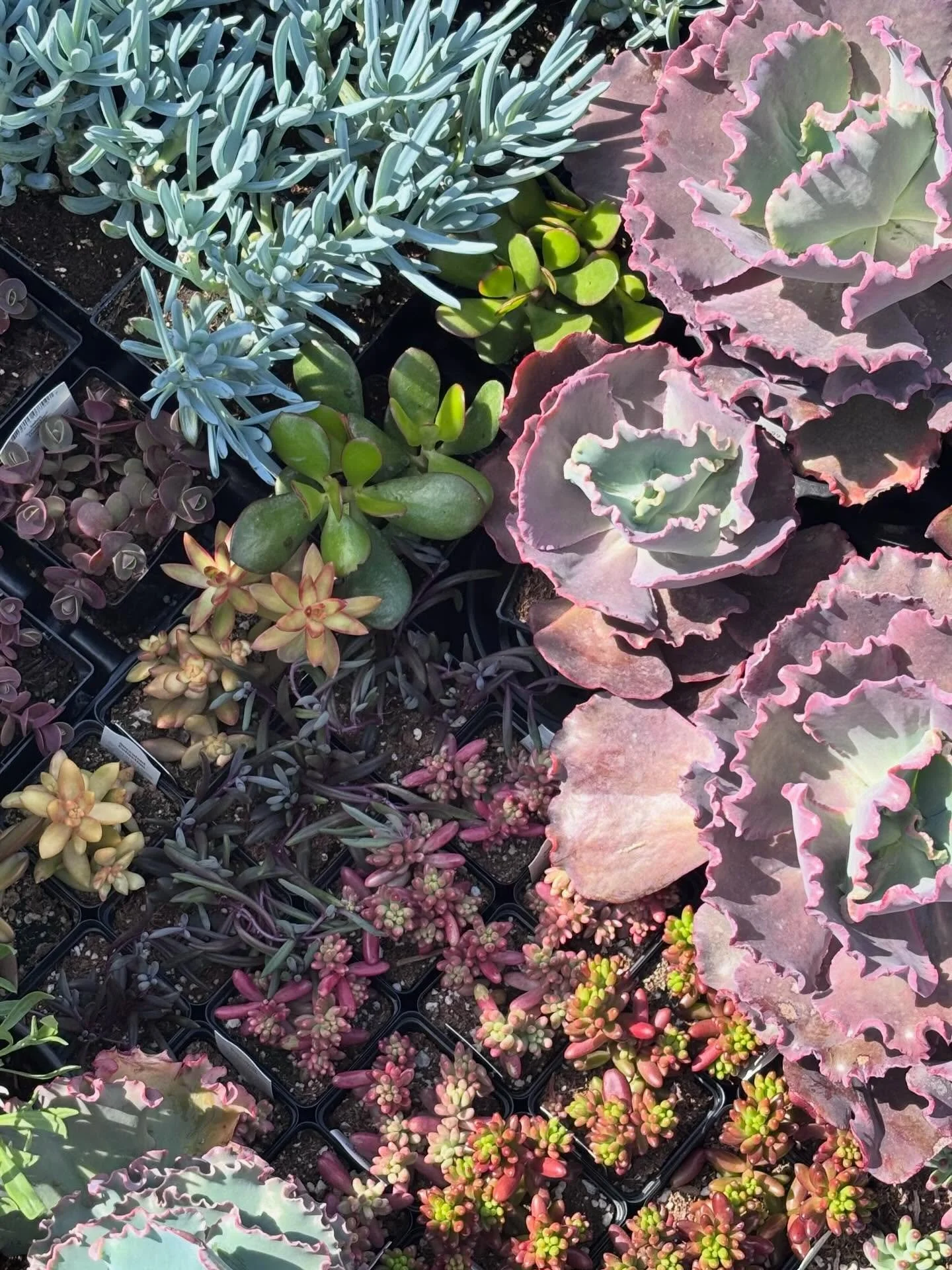 Succulents have always held a special place in our designs at ModPots - and it&rsquo;s easy to see why 🌿

They&rsquo;re beautifully sculptural, full of texture, and incredibly drought tolerant. In a time where water use matters more than ever, we lo