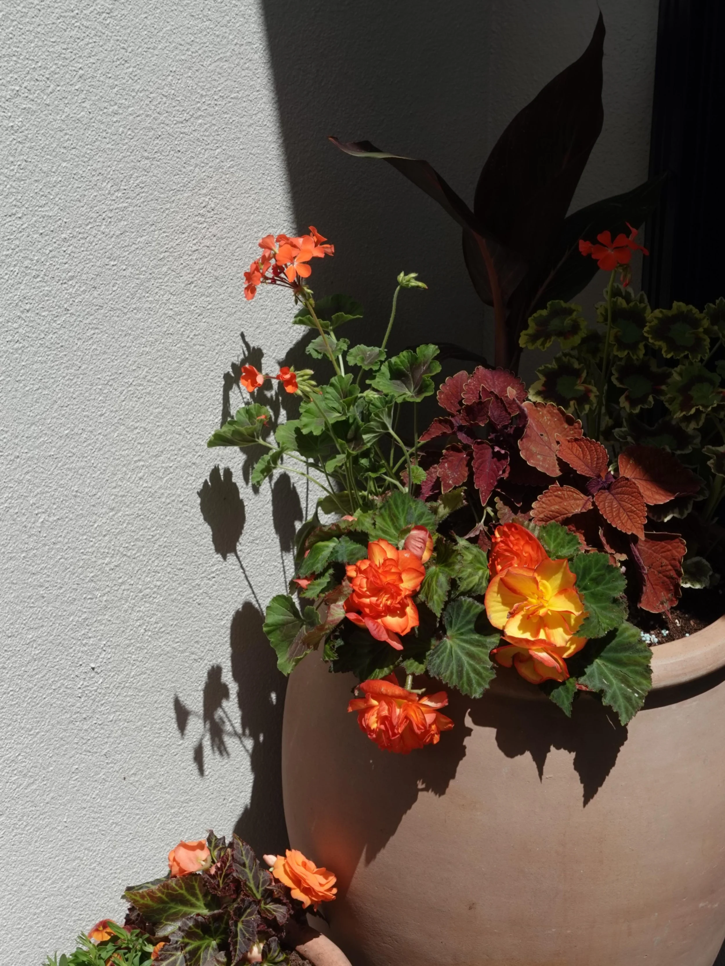 When your client loves Italy, warm colours (like us) and lots of blooms &hellip;. Lets gooooo! 

#patioseason 
#yyjdesign 
#yyjgardens 
#houseandhome
#begonias