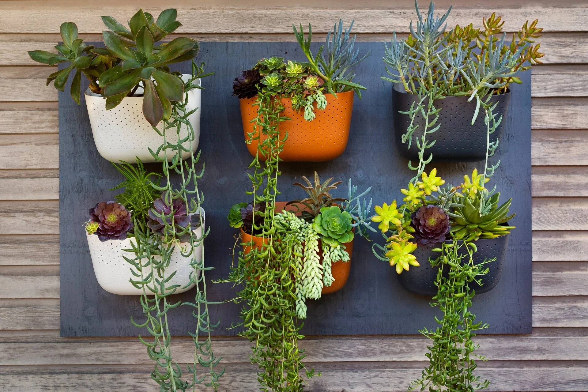 WallyGro Eco Living Wall Planter