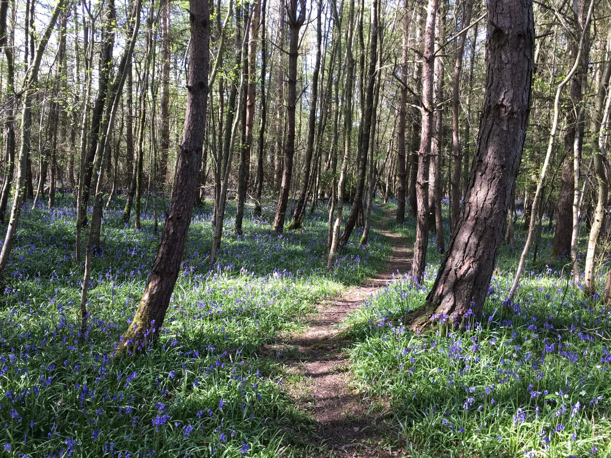bluebells.JPG