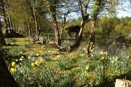 daffodil pond.jpg