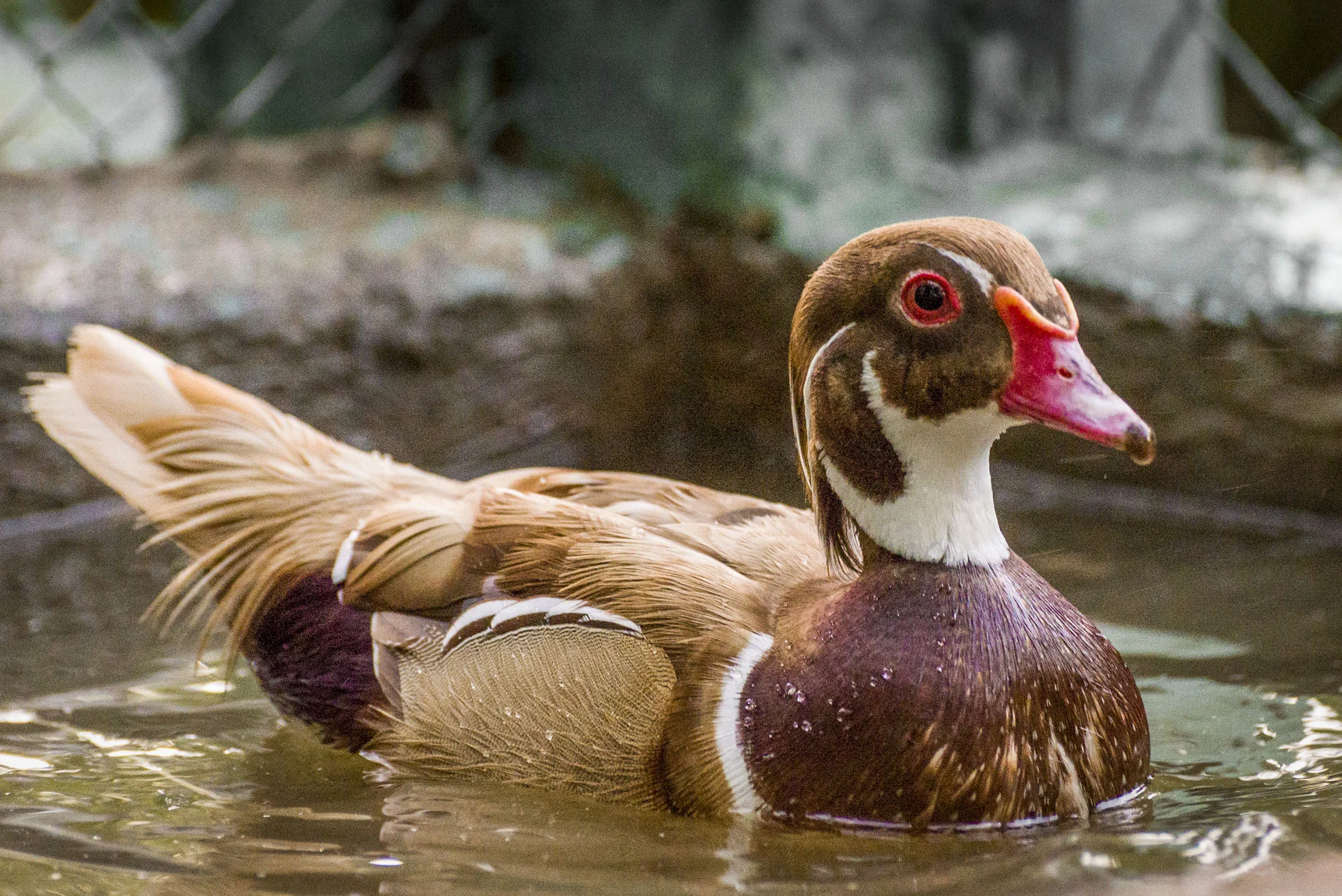 Aves exóticas do nosso viveiro