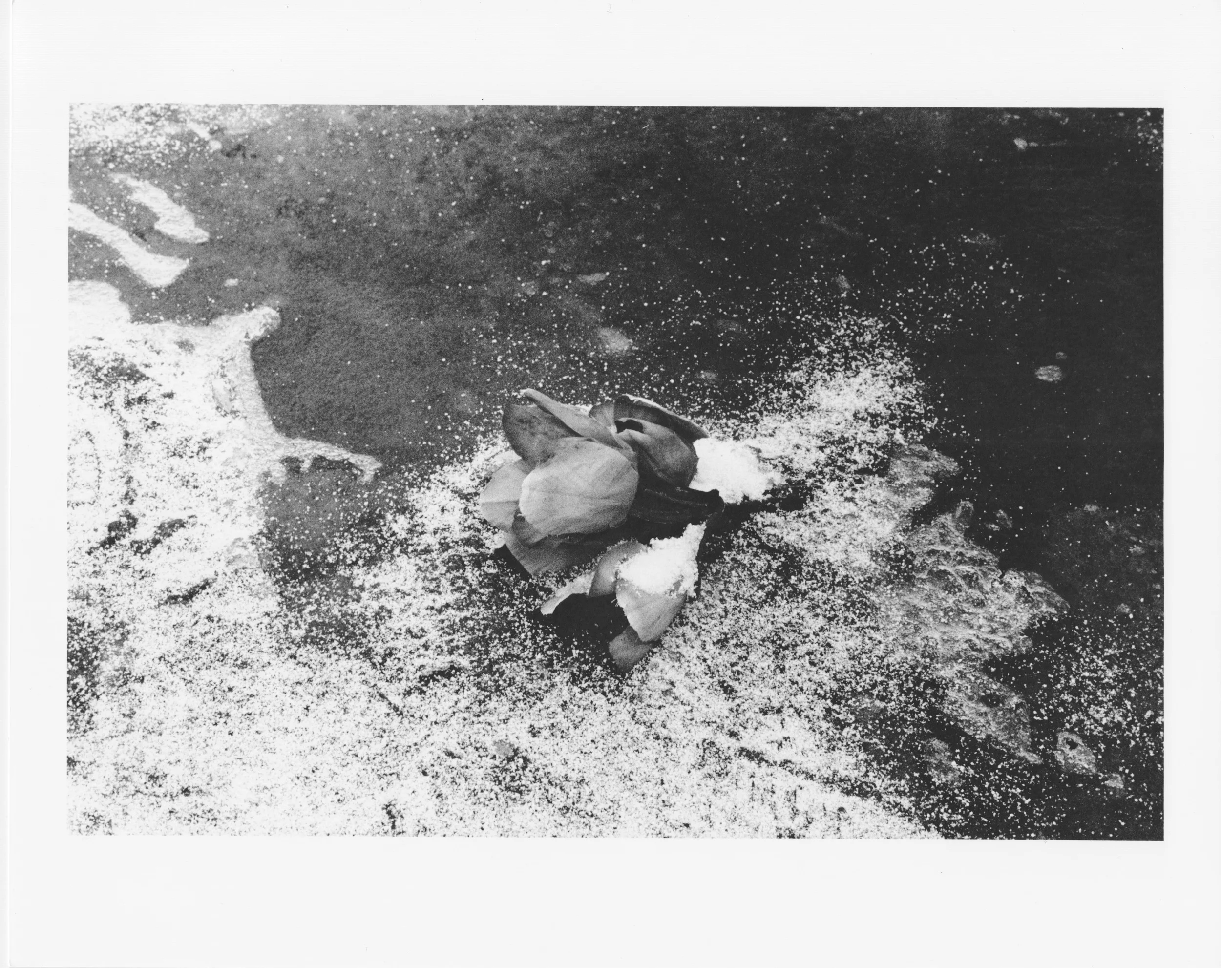 Concrete Petal