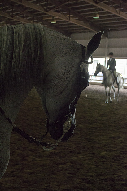Little_Sophia_NYS Fair Horseraces_DSC0178_001.png
