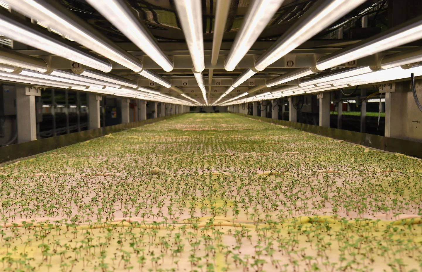 urban-farming-carole-zimmer.jpg