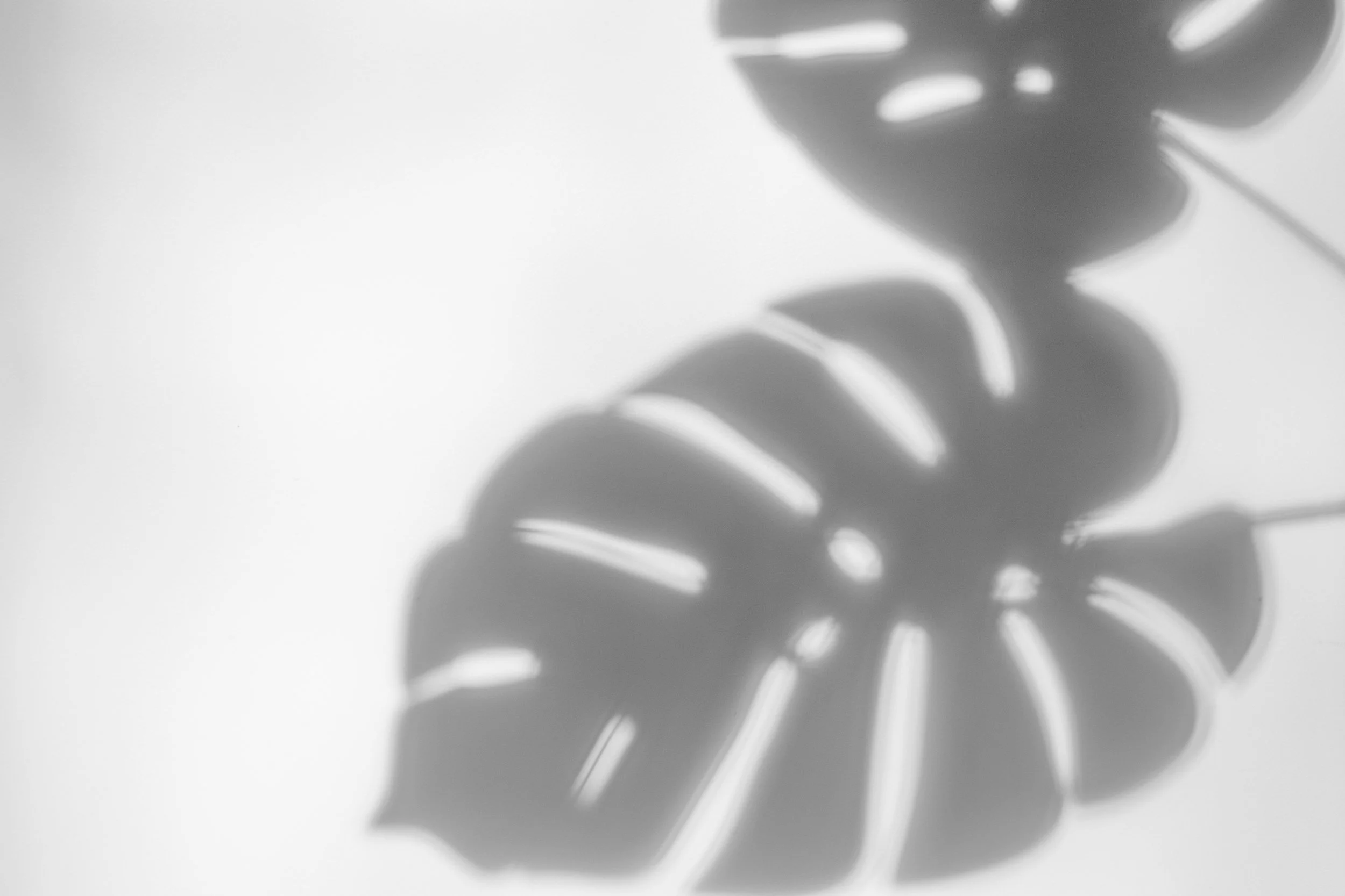blurred-shadow-from-the-foliage-of-a-tropical-plan-2023-11-27-05-10-02-utc.jpeg