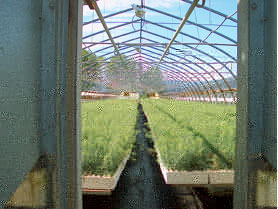 Greenhouse.jpg