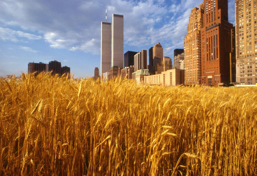 Wheatfield, Battery Park City--A Confrontation