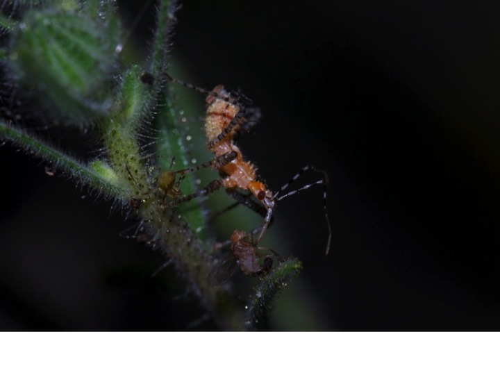 A beneficial insect - the assassin bug Pselliopus spinicollis - feeds on a fly that got stuck to tarweed's sticky hairs. These entrapped insects provide season-long food for beneficial insects, ensuring that they maintain high populations and provide sustainable, natural pest control for your garden.