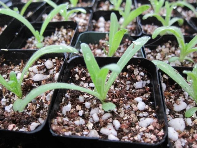 Tarweed seedlings with 2-4 true leaves