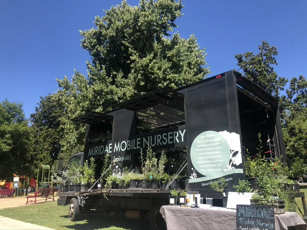 Native Plant Sale at the Maidu Museum — MIRIDAE