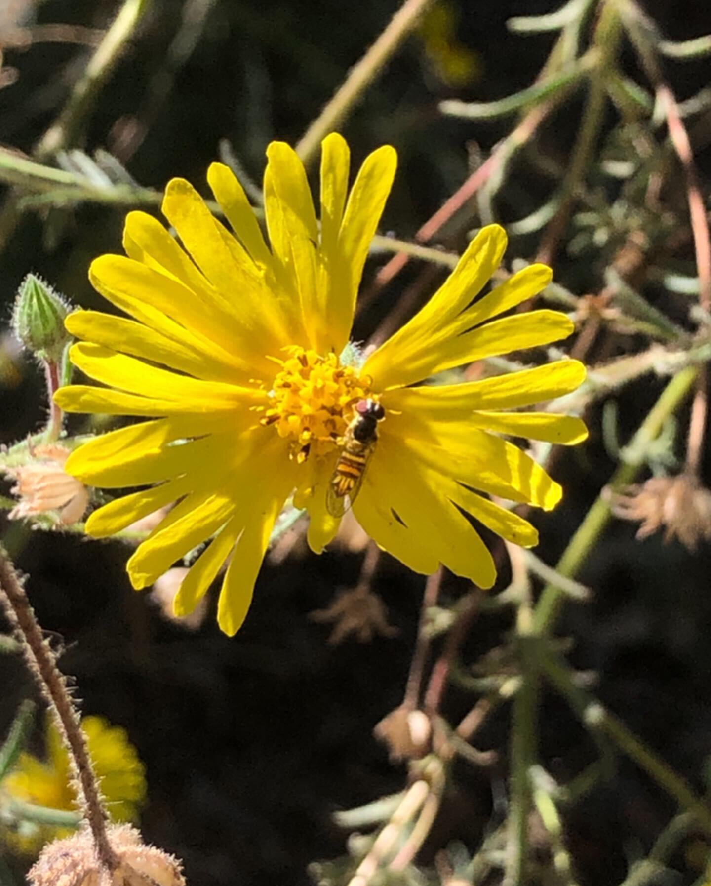 To celebrate the shift to autumn, a tarweed appreciation post! Here are some fun facts about this late summer/fall-blooming annual&hellip;

Fact #1: Tarweeds (Madia species) are Miridae founder Billy Krimmel's absolute favorite plants and have freque