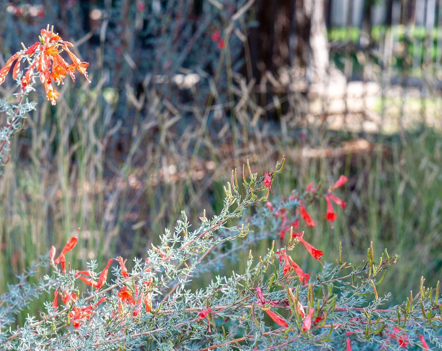 California fuchsias bring a pop of fall color to California gardens. Plant a couple different varieties for a mix of red to orange blooms and green to silvery foliage. 
 

#landscapearchitecture #landscapedesignbuild #nativeplants #californianativepl