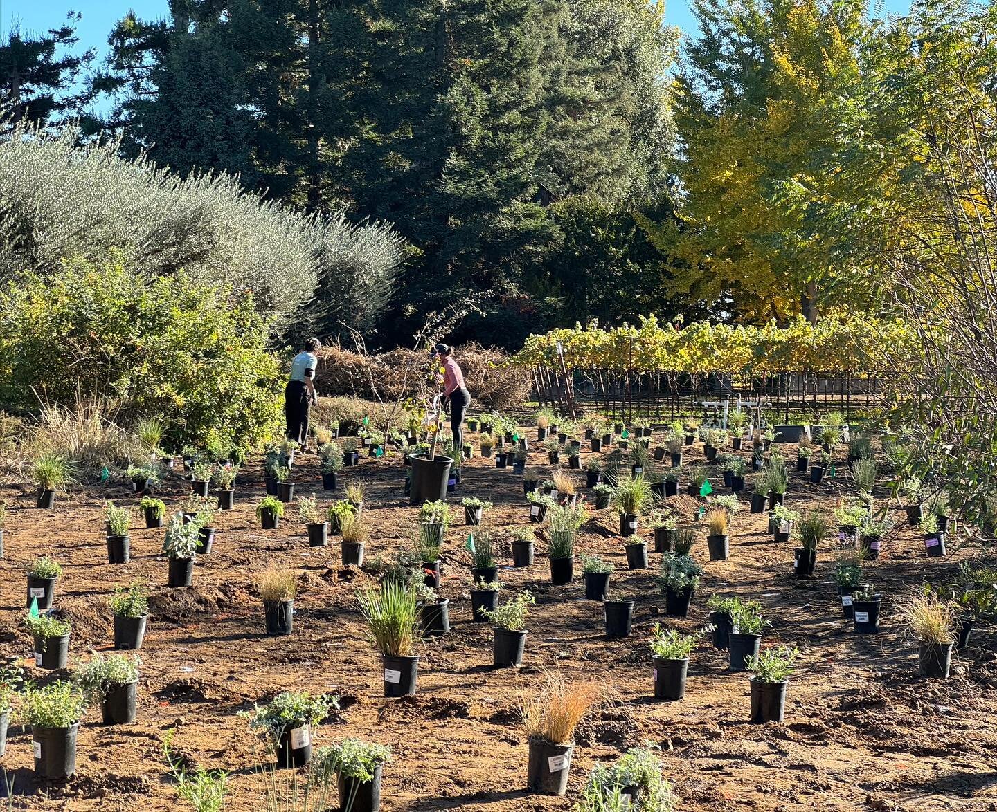 Last week we had a blast planting a half-acre native grassland for @langetwins a family-owned winery with a strong commitment to sustainability. It was all hands on deck to get more than 4,000 plants laid out and in the ground over just two days! Bec