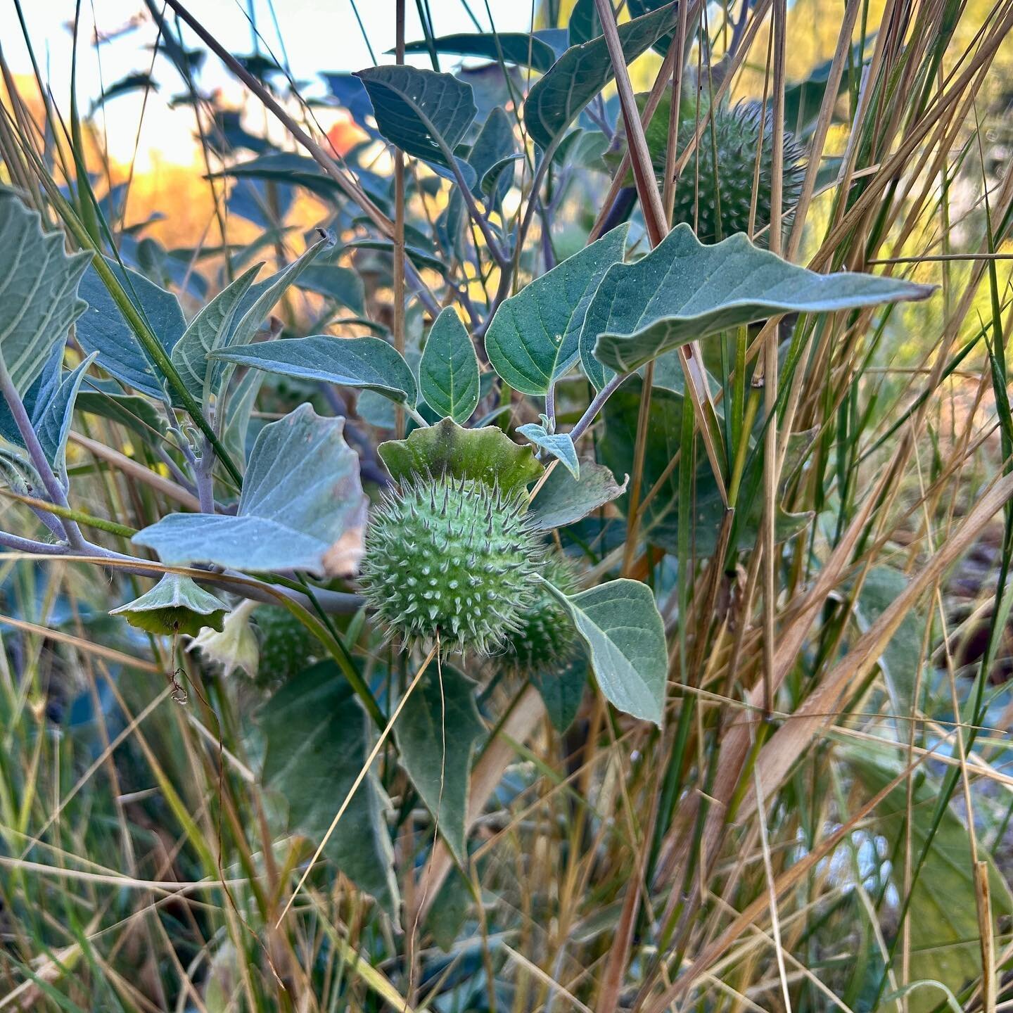 Even as the days get colder and darker, there are lots of things going on in a native garden that we can appreciate. Some plants continue to flower, some are going to seed, and others are putting on new growth in response to rain. It&rsquo;s a great 